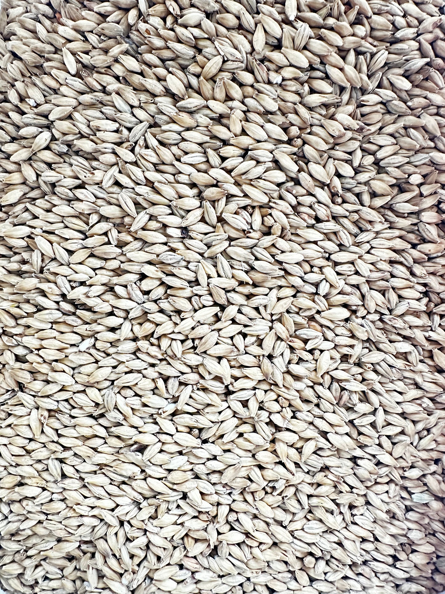 Weyermann® Pale Ale-malt – klassisk basemalt (5,5–7,5 EBC)