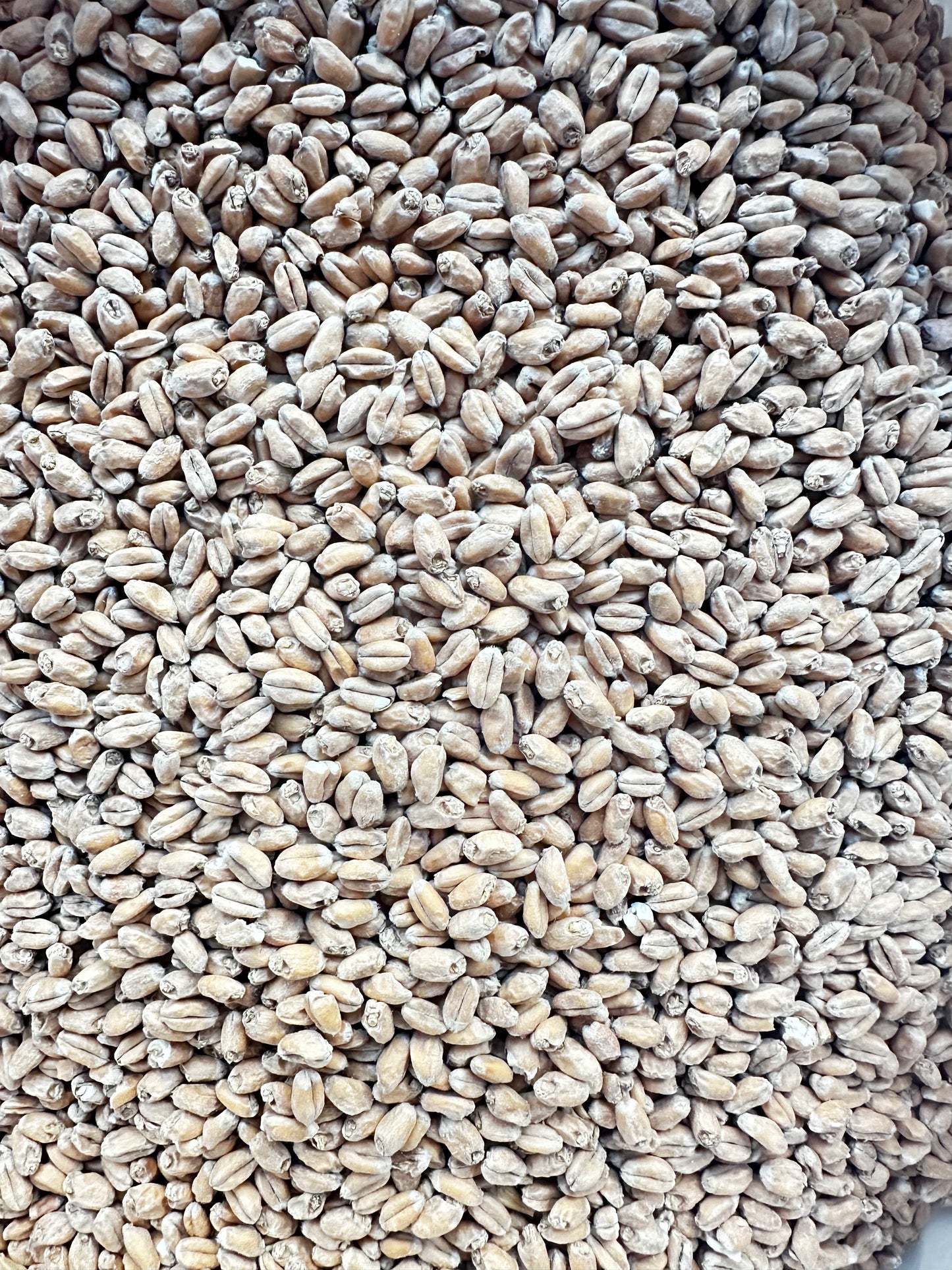 Weyermann® Kveitemalt / Wheat Malt Pale (3–5 EBC)