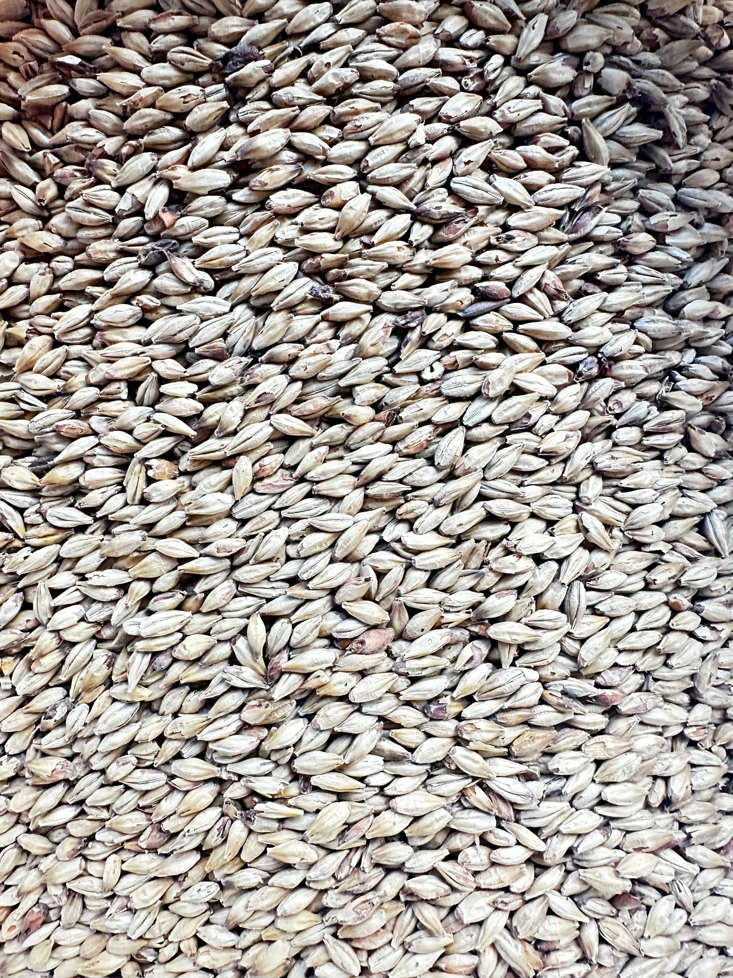 Weyermann® Melanoidinmalt – Spesialmalt (60–80 EBC)
