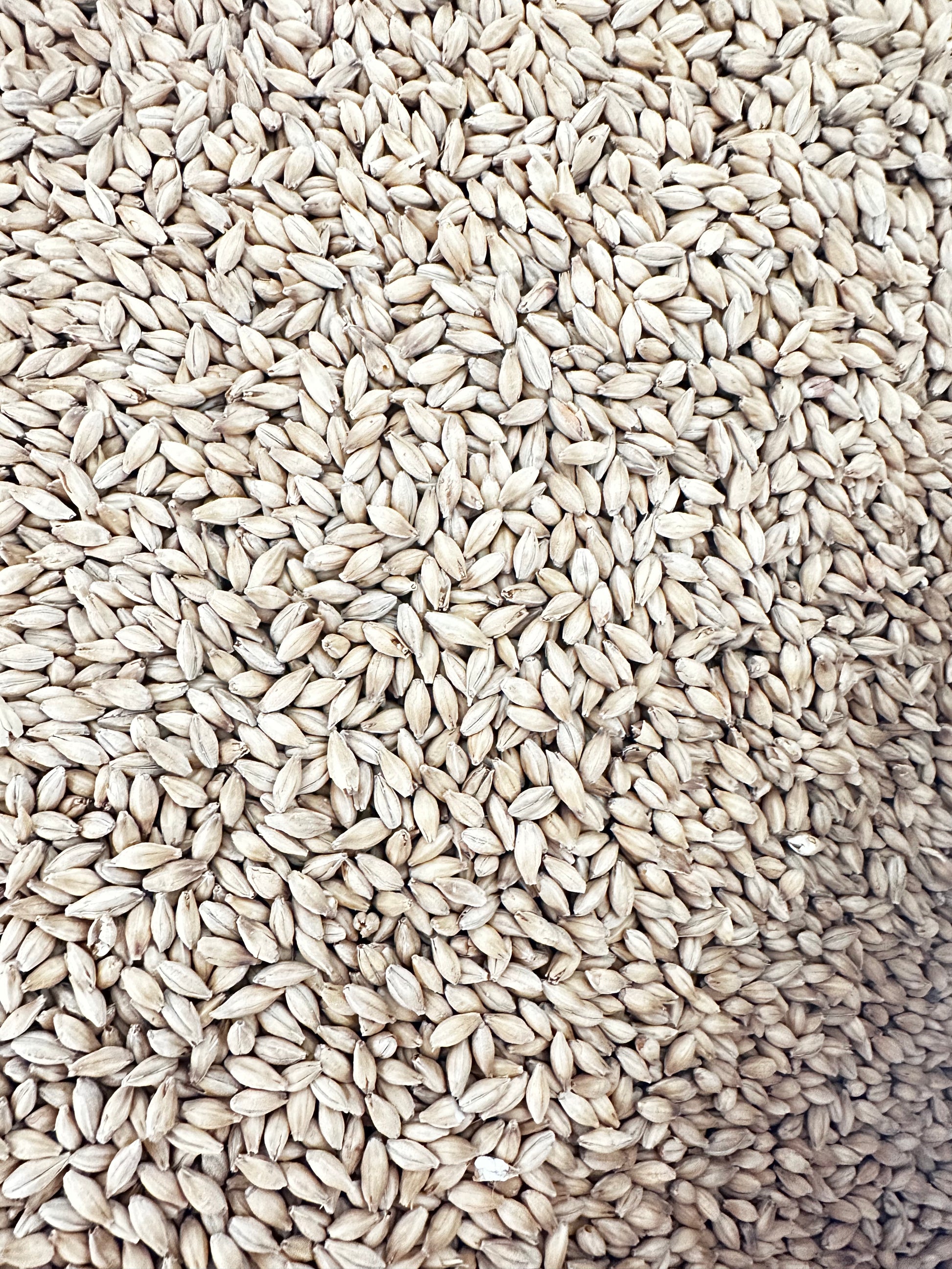 Crisp Maris Otter® Ale Malt – britisk basemalt (5,5–8 EBC)