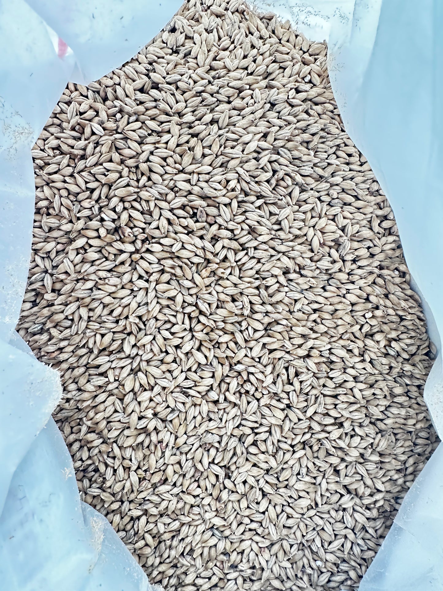 Weyermann® Pilsnermalt – Klassisk basemalt (2,5–4,5 EBC)