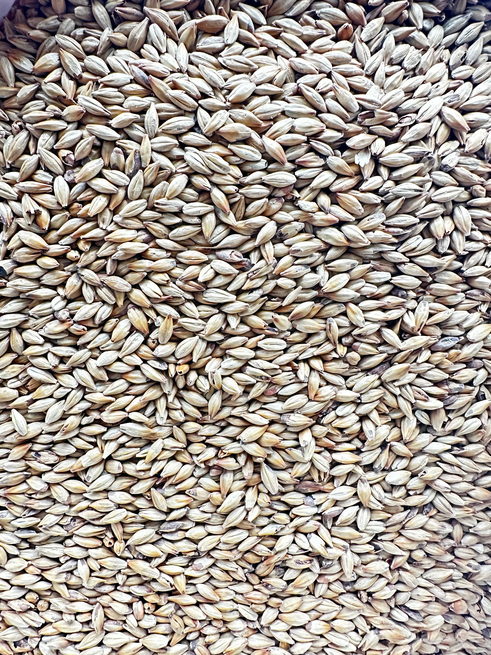 Weyermann® Caramunich® I – karamellmalt (80–100 EBC)