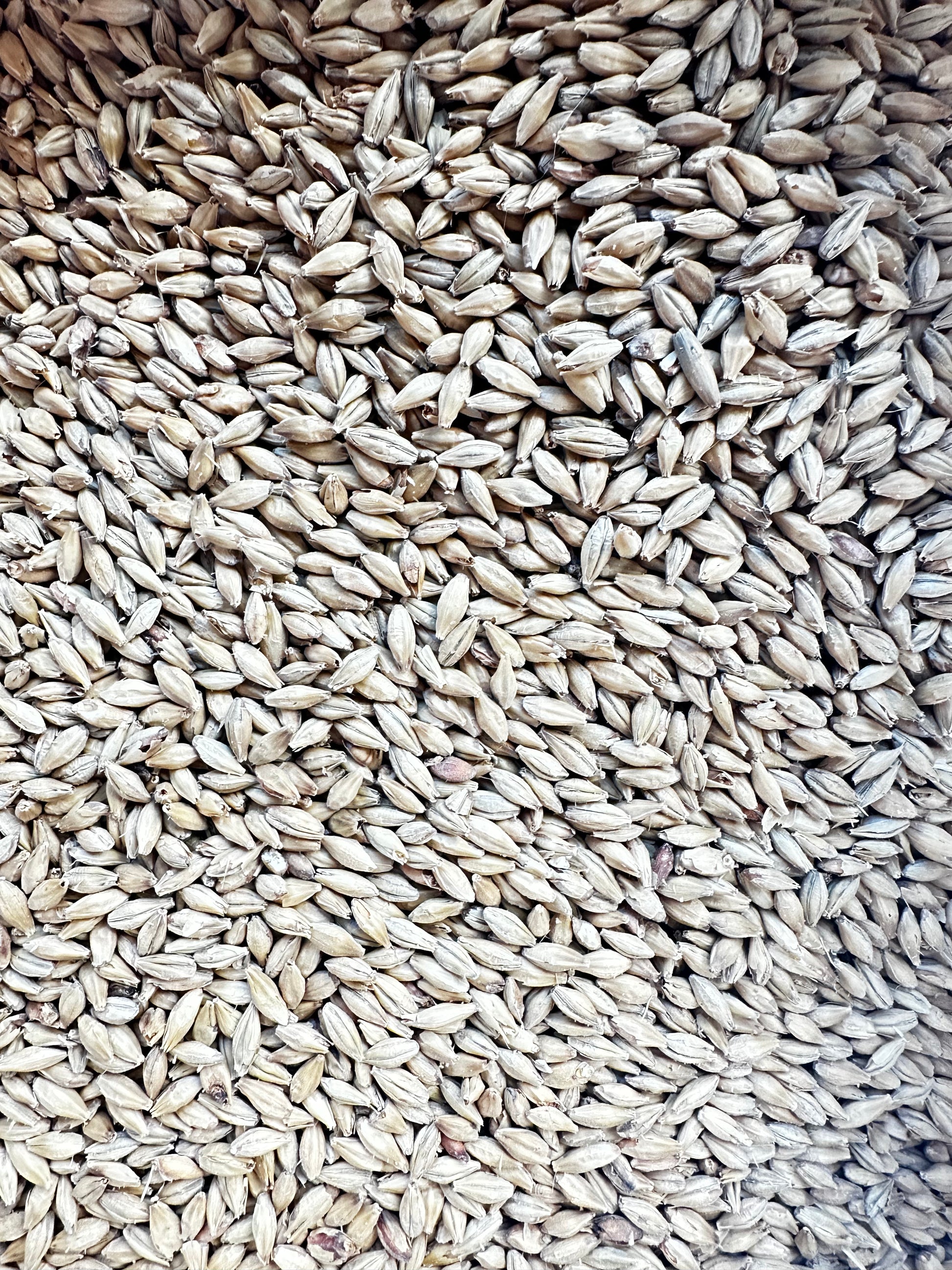 Weyermann® Viennamalt – klassisk basemalt (6–9 EBC)