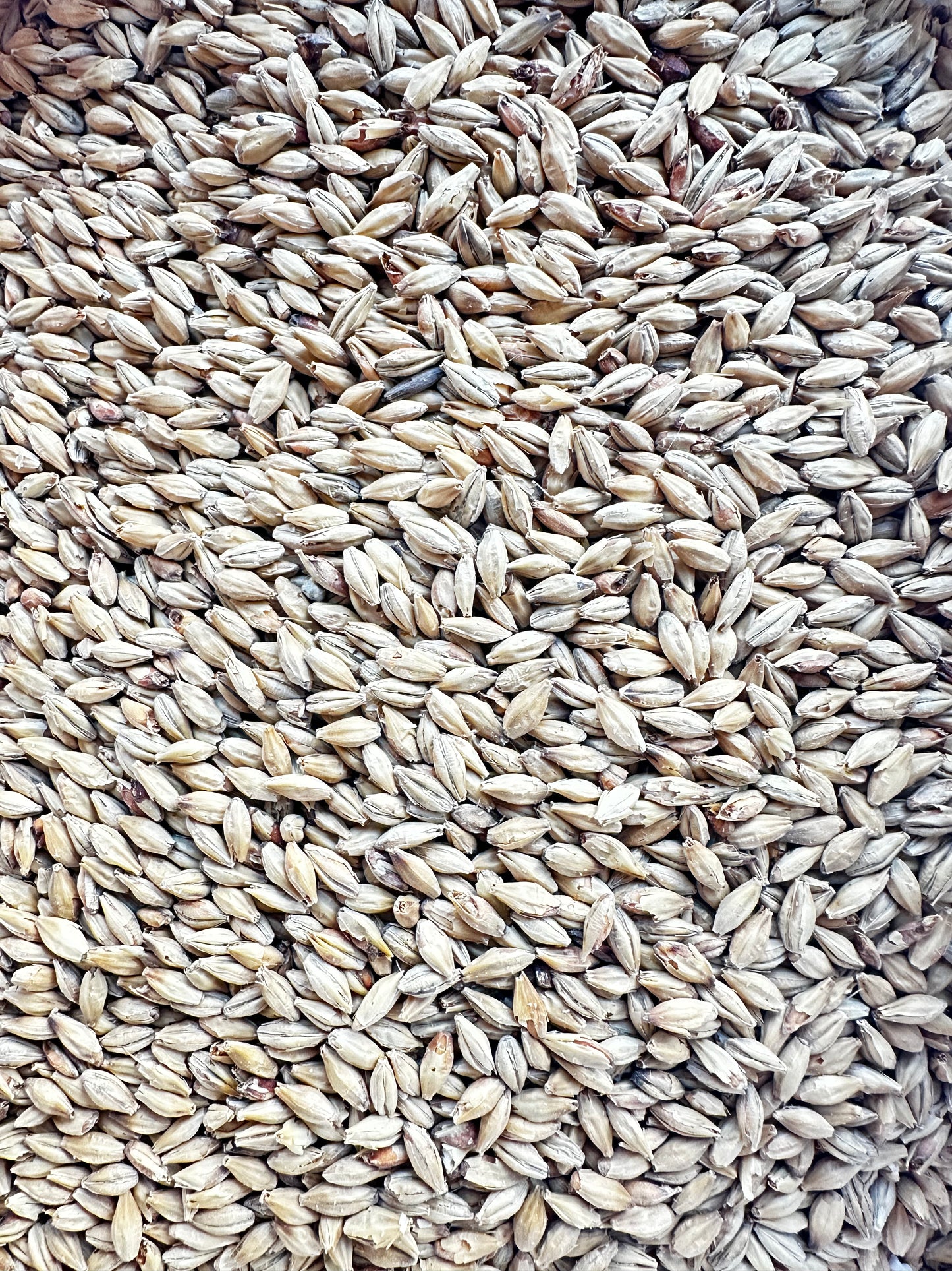 Weyermann® Münchenermalt Type I – basemalt (12–18 EBC)